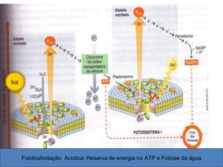 professora Ionara 20
luz
Fotofosforilação Acíclica: Reserva de energia no ATP e Fotóise da água
 