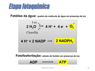 professora Ionara 36
Fotólise da água: quebra da molécula de água em presença de luz
Luz
Clorofila
Fotofosforilação: adição de fosfato em presença de luz
ATPADP
O2
2 NADPH2
4 H+
+ 4 e-
+2 H2O
4 H+
+ 2 NADP
 