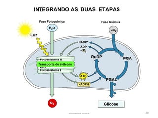 professora Ionara 38
INTEGRANDO AS DUAS ETAPAS
Transporte de elétrons
 