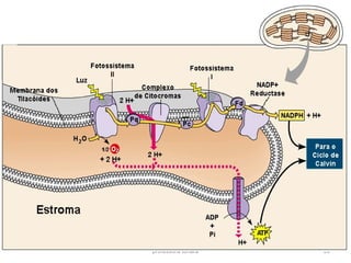 professora Ionara 39
 