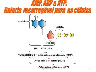 professora Ionara 4
NUCLEOSÍDEO
NUCLEOTÍDEO = adenosina monofosfato (AMP)
Adenosina difosfato (ADP)
Adenosina trifosfato (ATP)
Adenina
Fosfato
Ribose
 