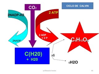 professora Ionara 44
CO2
CC66HH1212OO66CC66HH1212OO66
C(H20)
+ H20
2NADP-H2
2NADP
2 ATP2 ATP
2 ADP
+ 2 P
X6
CICLO DE CALVIN
6H2O
 