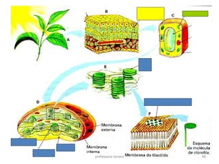 professora Ionara 46
 