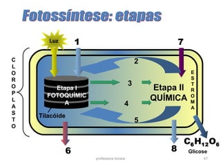 professora Ionara 47
C
L
O
R
O
P
L
A
S
T
O
Tilacóide
Etapa II
QUÍMICA
Etapa I
FOTOQUÍMIC
A
Luz 1 7
2
5
8
C6H12O6
3
4
6
E
S
T
R
O
M
A
Glicose
 