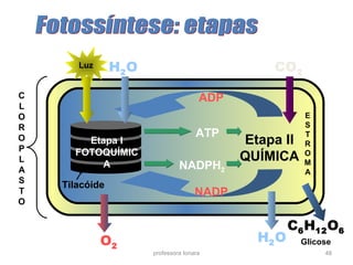 professora Ionara 48
C
L
O
R
O
P
L
A
S
T
O
Tilacóide
Etapa II
QUÍMICA
Etapa I
FOTOQUÍMIC
A
Luz H2O CO2
ADP
NADP
H2O
C6H12O6
ATP
NADPH2
O2
E
S
T
R
O
M
A
Glicose
 