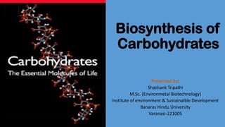Biosynthesis of
Carbohydrates
Presented by:
Shashank Tripathi
M.Sc. (Environmetal Biotechnology)
Institute of environment & Sustainalble Development
Banaras Hindu University
Varanasi-221005
 