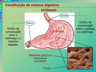 Cárdia
Piloro
Orifício de
comunicação
entre o
estômago e o
intestino
delgado.
Orifício de
comunicação
entre o esófago
e o estômago.Estômago
Pregas
Glândulas gástricas
ESTÔMAGO
Produtoras do
suco gástrico
Constituição do sistema digestivo
 