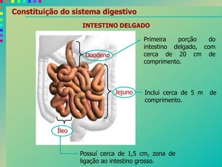 Duodeno
Íleo
Jejuno
Primeira porção do
intestino delgado, com
cerca de 20 cm de
comprimento.
Inclui cerca de 5 m de
comprimento.
Possuí cerca de 1,5 cm, zona de
ligação ao intestino grosso.
INTESTINO DELGADO
Constituição do sistema digestivo
 