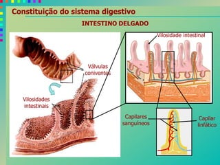 Vilosidade intestinal
INTESTINO DELGADO
Válvulas
coniventes
Vilosidades
intestinais
Capilares
sanguíneos
Constituição do sistema digestivo
Capilar
linfático
 