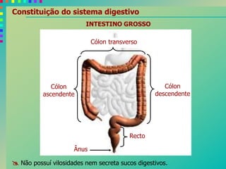 Cólon
descendente
Cólon
ascendente
Cólon transverso
Recto
Ânus
INTESTINO GROSSO
 Não possuí vilosidades nem secreta sucos digestivos.
Constituição do sistema digestivo
 