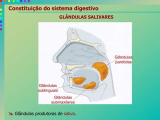 Constituição do sistema digestivo
Glândulas
parótidas
Glândulas
submaxilares
Glândulas
sublinguais
GLÂNDULAS SALIVARES
 Glândulas produtoras de saliva.
 