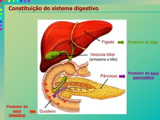 Fígado
Vesícula biliar
Pâncreas
Duodeno
Produtor da bílis
Produtor do suco
pancreático
Produtor do
suco
intestinal
Constituição do sistema digestivo
(armazena a bílis)
 