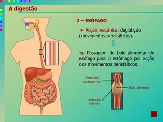 A digestão
2 – ESÓFAGO
 Acção mecânica: deglutição
(movimentos peristálticos).
 Passagem do bolo alimentar do
esófago para o estômago por acção
dos movimentos peristálticos.
músculos
contraem-se
músculos
relaxam
Bolo alimentar
 