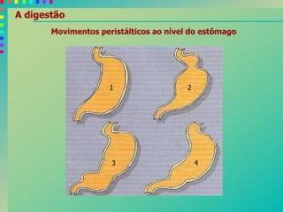 Movimentos peristálticos ao nível do estômago
1 2
3 4
A digestão
 