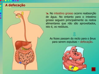A defecação
 No intestino grosso ocorre reabsorção
de água. No entanto para o intestino
grosso seguem principalmente os restos
alimentares que não são aproveitados,
isto é, os resíduos.
As fezes passam do recto para o ânus
para serem expulsas – defecação.
 
