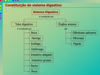 Constituição do sistema digestivo
Sistema Digestivo
Tubo digestivo Órgãos anexos
é constituído por
Esófago
Boca
Faringe
Estômago
Intestino delgado
Intestino grosso
Recto
Ânus
Glândulas salivares
Pâncreas
Fígado
é constituído por são
 