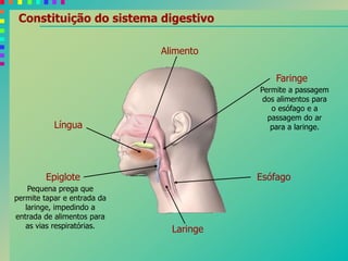 Constituição do sistema digestivo
Alimento
Epiglote
Laringe
Faringe
Esófago
Língua
Permite a passagem
dos alimentos para
o esófago e a
passagem do ar
para a laringe.
Pequena prega que
permite tapar e entrada da
laringe, impedindo a
entrada de alimentos para
as vias respiratórias.
 