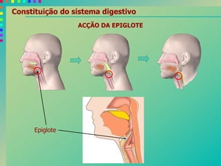 Constituição do sistema digestivo
ACÇÃO DA EPIGLOTE
Epiglote
 