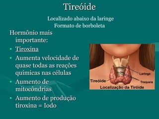 TireóideTireóide
Localizado abaixo da laringe
Formato de borboleta
Hormônio maisHormônio mais
importante:importante:
• TiroxinaTiroxina
• Aumenta velocidade deAumenta velocidade de
quase todas as reaçõesquase todas as reações
químicas nas célulasquímicas nas células
• Aumento deAumento de
mitocôndriasmitocôndrias
• Aumento de produçãoAumento de produção
tiroxina = Iodotiroxina = Iodo
 