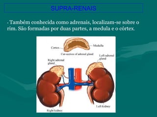 SUPRA-RENAIS
- Também conhecida como adrenais, localizam-se sobre o
rim. São formadas por duas partes, a medula e o córtex.
 