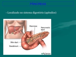 PÂNCREAS
- Localizado no sistema digestório (apêndice)
 
