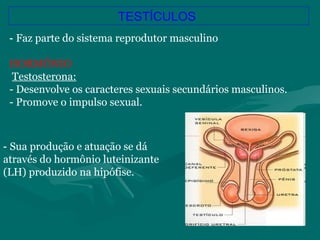 TESTÍCULOS
- Sua produção e atuação se dá
através do hormônio luteinizante
(LH) produzido na hipófise.
- Faz parte do sistema reprodutor masculino
HORMÔNIO
Testosterona:
- Desenvolve os caracteres sexuais secundários masculinos.
- Promove o impulso sexual.
 