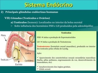Sistema EndócrinoSistema Endócrino
2) Principais glândulas endócrinas humanas
VII) Gônadas (Testículos e Ovários)
a) Testículos (homem): Localizados no interior da bolsa escrotal
o Sofre influência dos hormônios FSH e LH produzidos pela adenohipófise
Testículos
FSH  induz a produção de Espermatozóides
LH  Induz a produção de Testosterona
Testosterona (hormônio sexual masculino), produzido no interior
dos testículos pelas células de Leydig.
Ação:
 Aparecimento dos características sexuais secundárias masculinas
(barba, pêlos pubianos, engrossamento da voz, desenvolvimento da
musculatura, etc).
 Amadurecimento dos órgãos genitais.
 Libido sexual.
Testículos
FSH  induz a produção de Espermatozóides
LH  Induz a produção de Testosterona
Testosterona (hormônio sexual masculino), produzido no interior
dos testículos pelas células de Leydig.
Ação:
 Aparecimento dos características sexuais secundárias masculinas
(barba, pêlos pubianos, engrossamento da voz, desenvolvimento da
musculatura, etc).
 Amadurecimento dos órgãos genitais.
 Libido sexual.
 