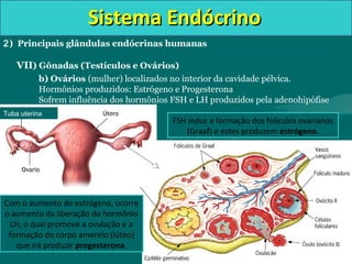 Sistema EndócrinoSistema Endócrino
2) Principais glândulas endócrinas humanas
VII) Gônadas (Testículos e Ovários)
b) Ovários (mulher) localizados no interior da cavidade pélvica.
Hormônios produzidos: Estrógeno e Progesterona
Sofrem influência dos hormônios FSH e LH produzidos pela adenohipófise
Tuba uterina
FSH induz a formação dos folículos ovarianos
(Graaf) e estes produzem estrógeno.
Com o aumento do estrógeno, ocorre
o aumento da liberação do hormônio
LH, o qual promove a ovulação e a
formação do corpo amerelo (lúteo)
que irá produzir progesterona.
Corpo lúteo
 