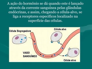 A ação do hormônio se dá quando este é lançado
através da corrente sanguínea pelas glândulas
endócrinas, e assim, chegando a célula-alvo, se
liga a receptores específicos localizado na
superfície das células.
 