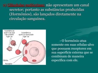 2)2) Glândulas endócrinas:Glândulas endócrinas: não apresentam um canalnão apresentam um canal
secretor; portanto as substâncias produzidassecretor; portanto as substâncias produzidas
(Hormônios), são lançados diretamente na(Hormônios), são lançados diretamente na
circulação sanguínea.circulação sanguínea.
- O hormônio atua
somente em suas células-alvo
que possuem receptores em
sua superfície externa que se
combinam de maneira
específica com ele.
 