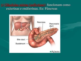 3)3) Glândulas mistas (anfícrinasGlândulas mistas (anfícrinas):): funcionam comofuncionam como
exócrinas e endócrinas. Ex: Pâncreasexócrinas e endócrinas. Ex: Pâncreas
 