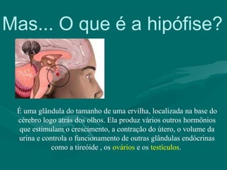 Mas... O que é a hipófise?
É uma glândula do tamanho de uma ervilha, localizada na base do
cérebro logo atrás dos olhos. Ela produz vários outros hormônios
que estimulam o crescimento, a contração do útero, o volume da
urina e controla o funcionamento de outras glândulas endócrinas
como a tireóide , os ovários e os testículos.
 