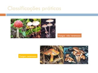 Classificações práticas Fungos venenosos Fungos  não venenosos 