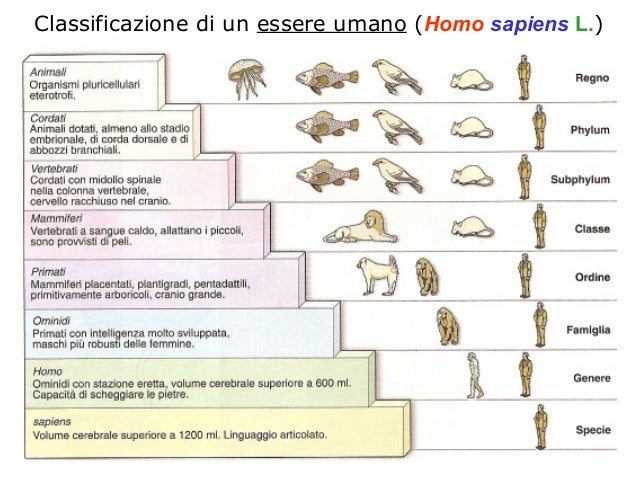 Sistematica Sistematica