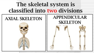 The skeletal system is
classified into two divisions
AXIAL SKELETON APPENDICULAR
SKELETON
 