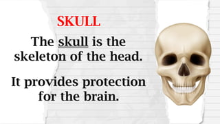 SKULL
The skull is the
skeleton of the head.
It provides protection
for the brain.
 