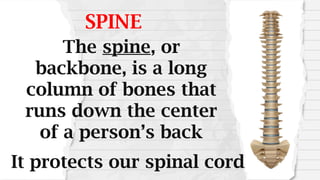 SPINE
The spine, or
backbone, is a long
column of bones that
runs down the center
of a person’s back
It protects our spinal cord
 
