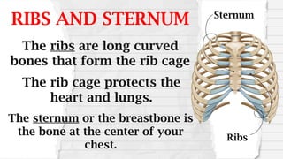 RIBS AND STERNUM Sternum
Ribs
The ribs are long curved
bones that form the rib cage
The sternum or the breastbone is
the bone at the center of your
chest.
The rib cage protects the
heart and lungs.
 