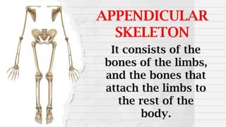 APPENDICULAR
SKELETON
It consists of the
bones of the limbs,
and the bones that
attach the limbs to
the rest of the
body.
 