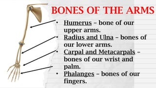 • Humerus – bone of our
upper arms.
• Radius and Ulna – bones of
our lower arms.
• Carpal and Metacarpals –
bones of our wrist and
palm.
• Phalanges – bones of our
fingers.
BONES OF THE ARMS
 