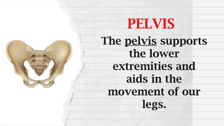 PELVIS
The pelvis supports
the lower
extremities and
aids in the
movement of our
legs.
 