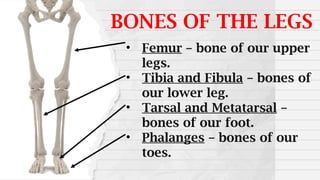 BONES OF THE LEGS
• Femur – bone of our upper
legs.
• Tibia and Fibula – bones of
our lower leg.
• Tarsal and Metatarsal –
bones of our foot.
• Phalanges – bones of our
toes.
 