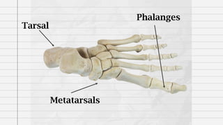 Tarsal
Metatarsals
Phalanges
 