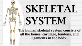 SKELETAL
SYSTEM
The human skeletal system consists of
all the bones, cartilage, tendons, and
ligaments in the body.
 