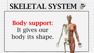 SKELETAL SYSTEM
Body support:
It gives our
body its shape.
 
