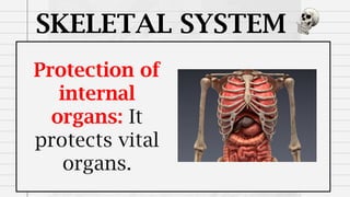 SKELETAL SYSTEM
Protection of
internal
organs: It
protects vital
organs.
 