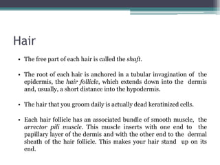Hair
• The free part of each hair is called the shaft.
• The root of each hair is anchored in a tubular invagination of the
epidermis, the hair follicle, which extends down into the dermis
and, usually, a short distance into the hypodermis.
• The hair that you groom daily is actually dead keratinized cells.
• Each hair follicle has an associated bundle of smooth muscle, the
arrector pili muscle. This muscle inserts with one end to the
papillary layer of the dermis and with the other end to the dermal
sheath of the hair follicle. This makes your hair stand up on its
end.
 