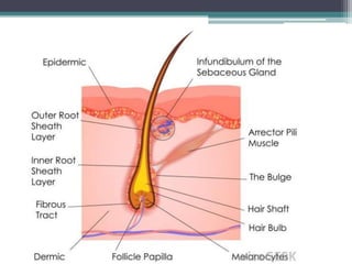Integumentary System 