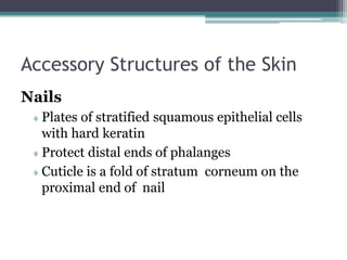 Accessory Structures of the Skin
Nails
 Plates of stratified squamous epithelial cells
with hard keratin
 Protect distal ends of phalanges
 Cuticle is a fold of stratum corneum on the
proximal end of nail
 