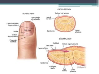Integumentary System 
